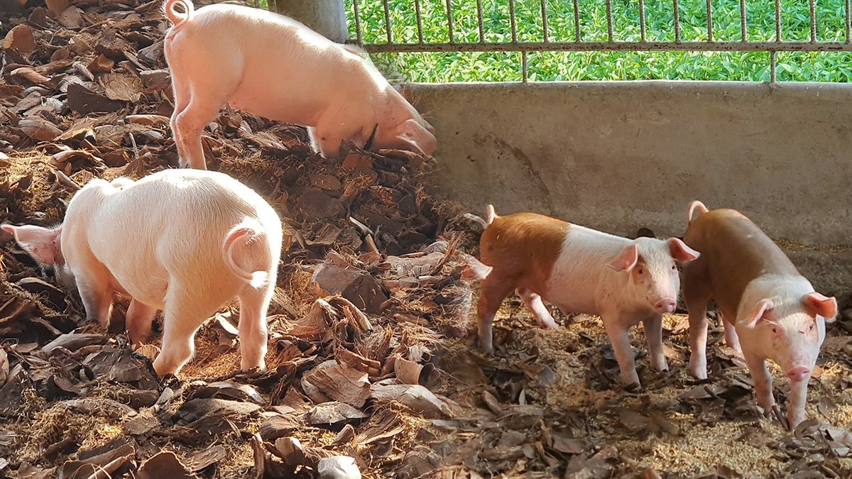 หมูหลุมอนามัย
